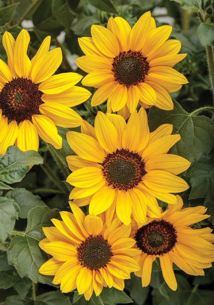 Starry Night Whispers Flower Array